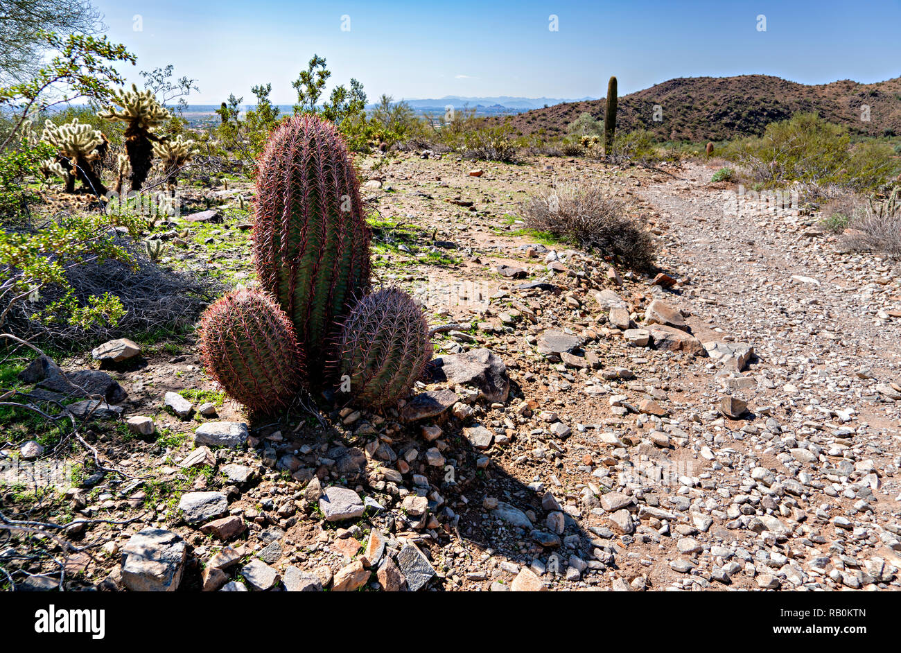 Tre rossi Barrel Cactus lungo il sentiero del deserto Foto Stock
