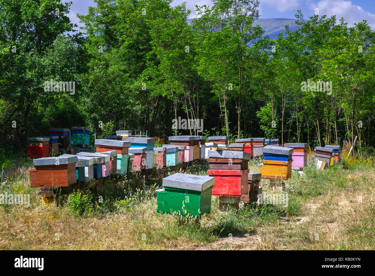 Gli alveari colorati ospitano le api che producono miele di campagna in Abruzzo. Abruzzo, Italia, Europa Foto Stock