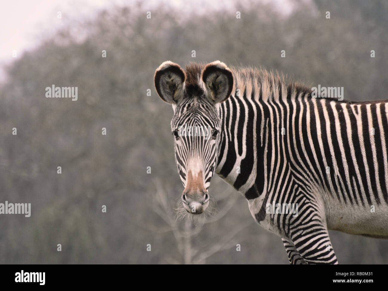 Ritratto di Zebra con il contatto visivo Foto Stock