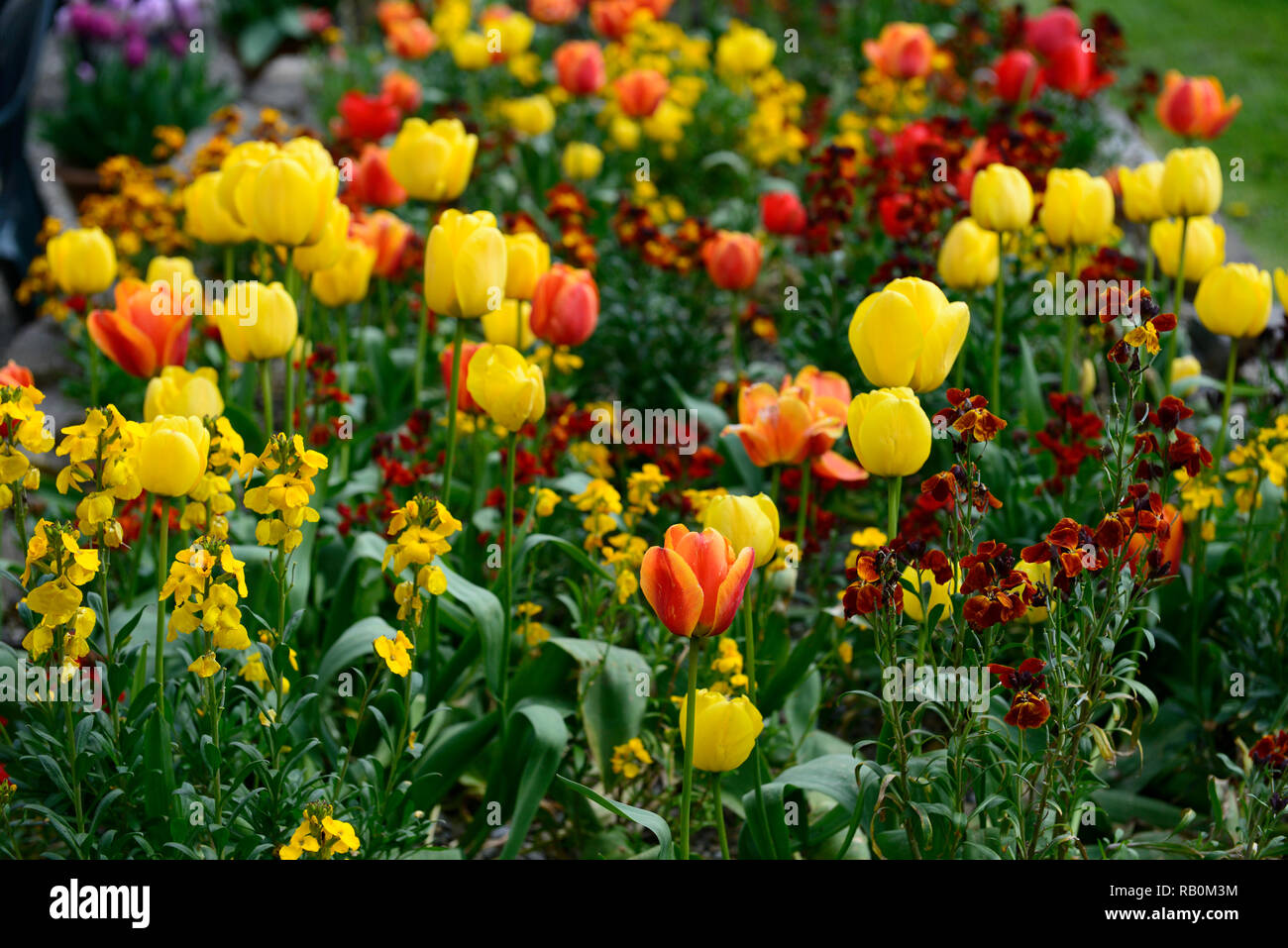 Mescolati giallo arancione tulipani circondato da wallflowers,tulipa imperatore giallo,tulip,tulipani,fiore,fiori,giardino,RM Floral Foto Stock