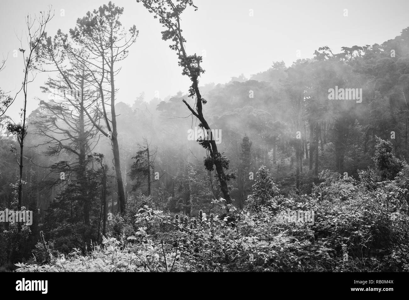 La mistica nebbia della foresta di Sintra Foto Stock