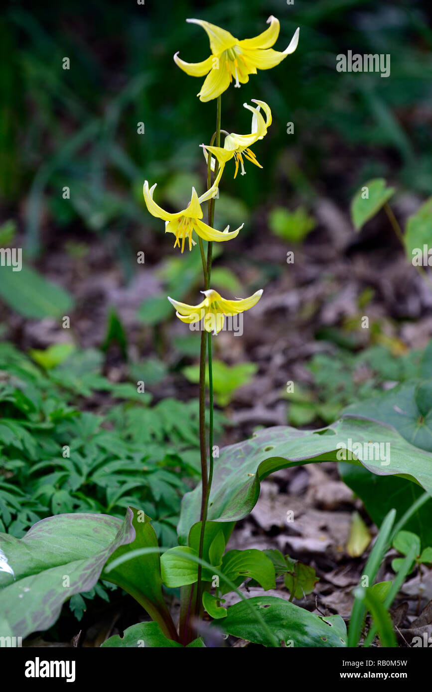 Pagoda erythronium,fiore giallo,woodland,all'ombra,a valanga Lily,Fawn Lily, ghiacciaio Lily,Trout Lily,fiore,fiori,multi-fiorito,Molla,legno,giardino,gard Foto Stock