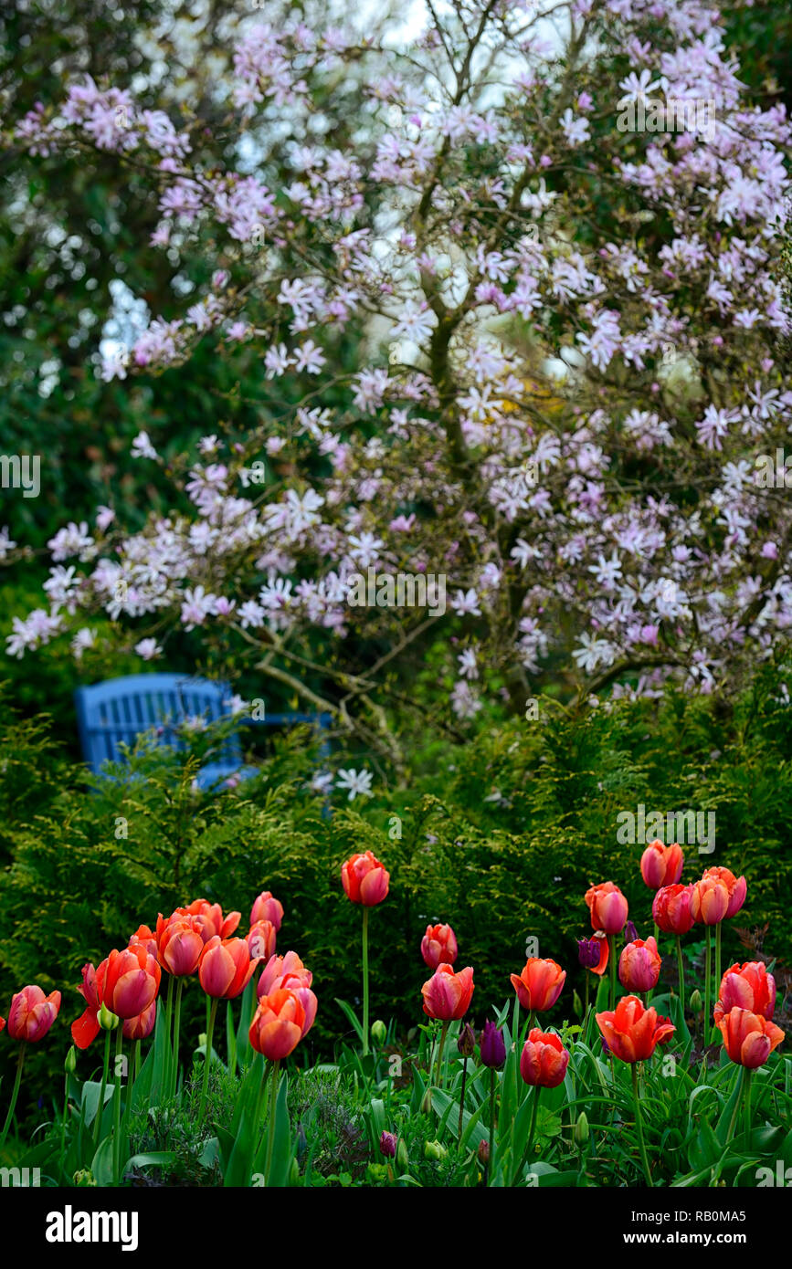 Magnolia stellata,posto blu,banco sedia,salotto,diffondono,restringere la profondità della messa a fuoco,profondità di campo ridotta,tulipa menton,tulip,tulipani,arancio, rosso,peach,flowe Foto Stock
