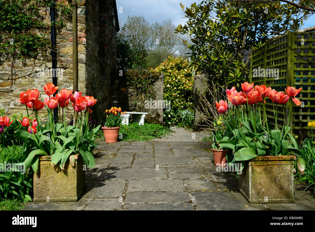 patio, tulipano, esposizione, pentola, vasi, contenitori, giardino caratteristica, ingresso, design, RM Floral Foto Stock
