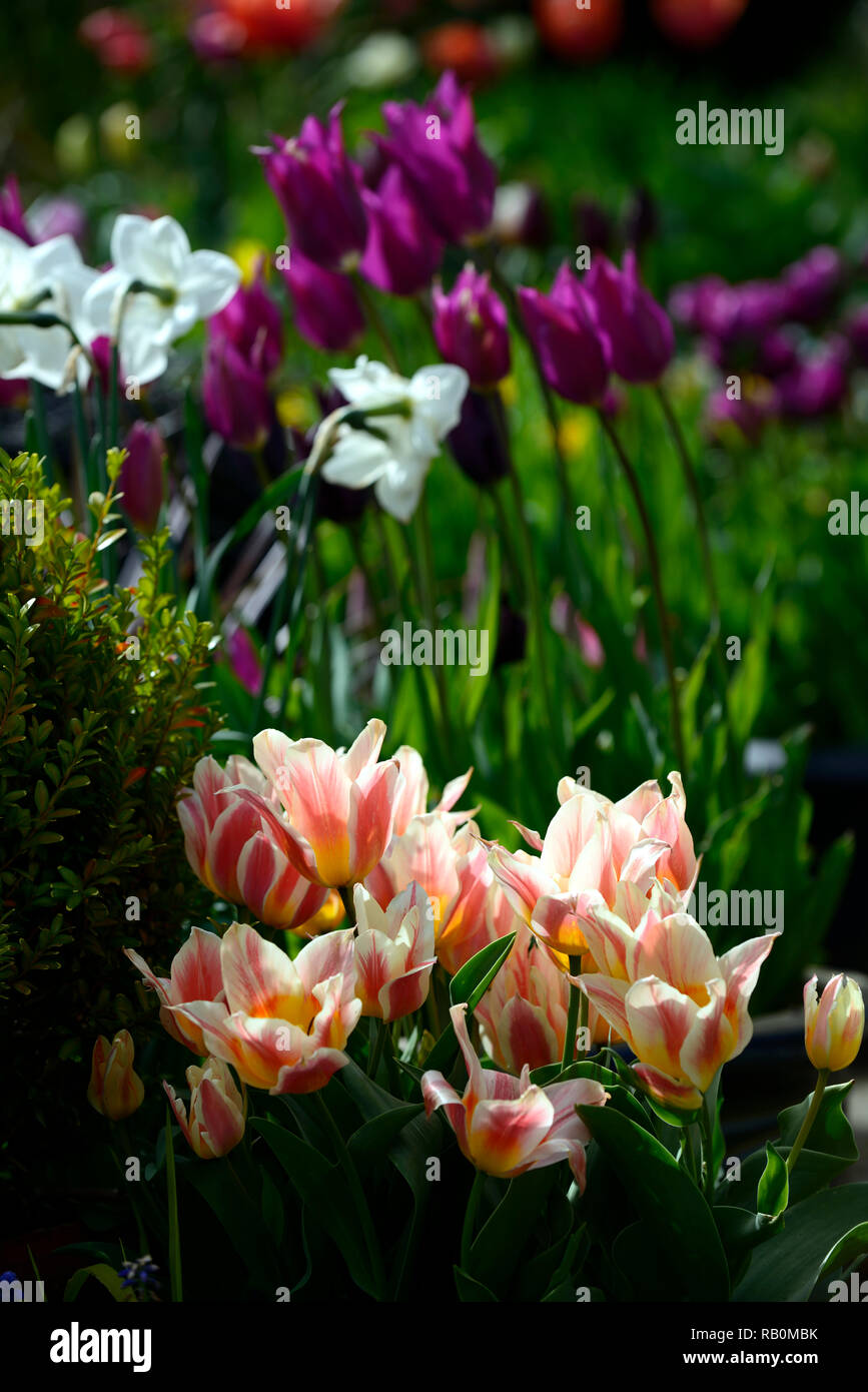 Tulipa,tulip,tulipani,mix,miscelati,viola,rosso,crema,fiore,fiori,fioritura,giardino,Molla,giardino,RM Floral Foto Stock