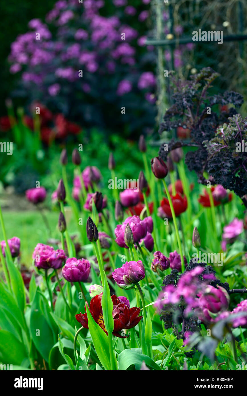 Tulipa,tulip,tulipani,viola,rosa,mix,miscelati,combinazione,fiori,Molla,bed,confine,RM Floral Foto Stock
