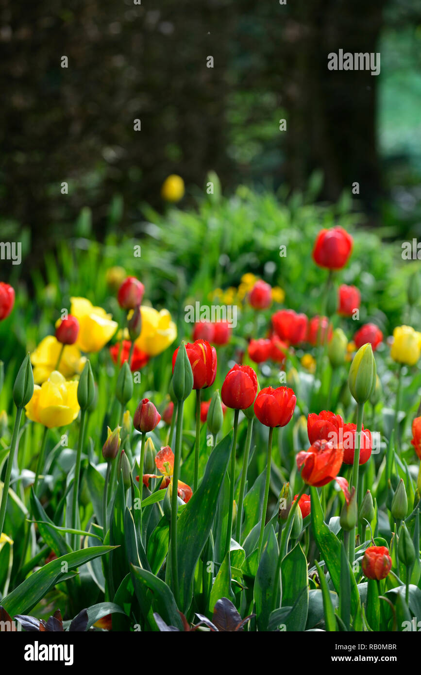 Tulipa,tulip,tulipani,arancione,giallo,mix,miscelati,combinazione,fiori,Molla,bed,confine,RM Floral Foto Stock