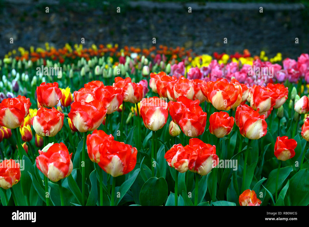 Tulipa sogno americano,tulip sogno americano,rosso giallo,bicolor,darwin hybrid tulip,tulipani,fiore,fiori,giardino,RM Floral Foto Stock