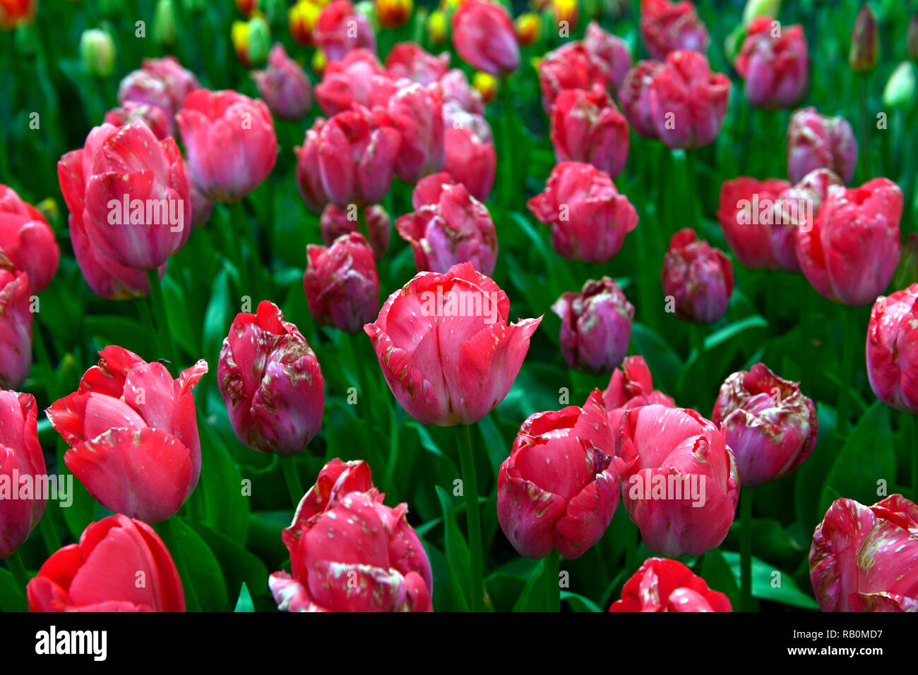Tulipa big chief,tulip big chief,rosso,ibrido di Darwin,tulip,tulipani,rosa,fiori,giardino,RM Floral Foto Stock