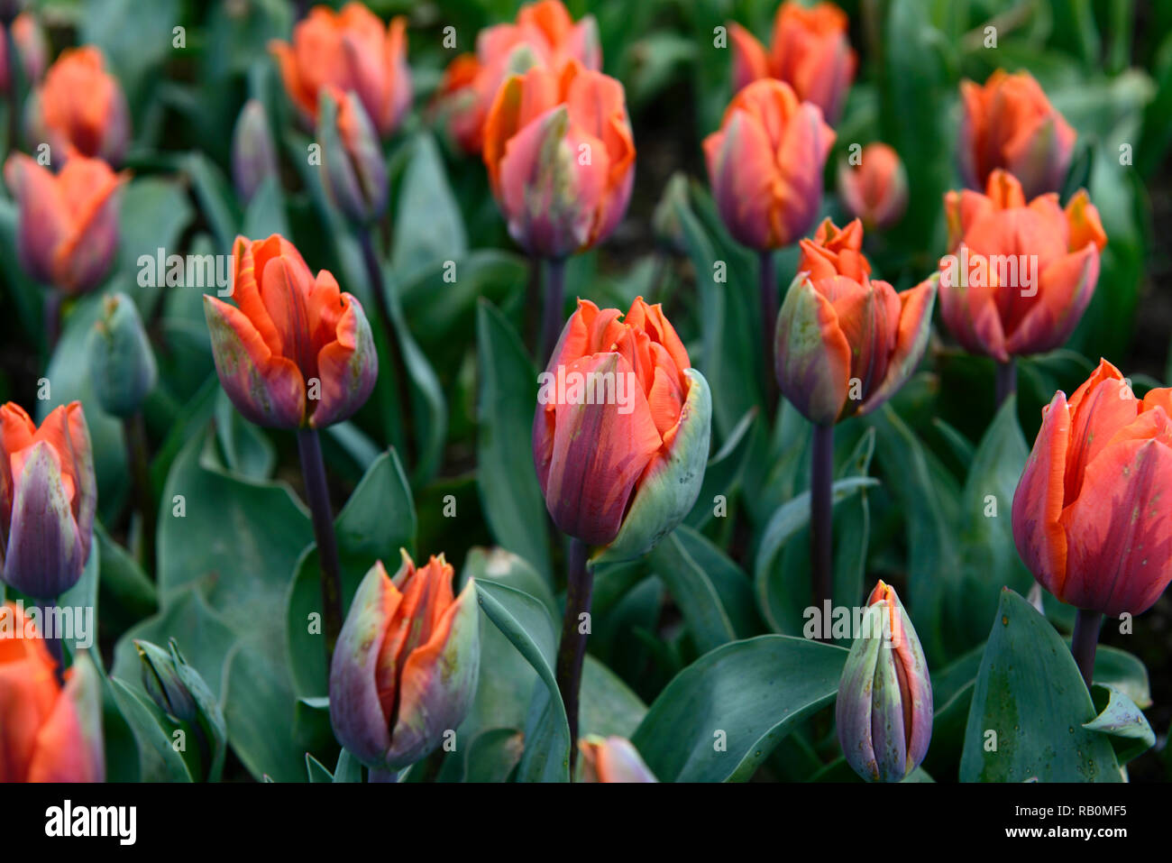 Tulipa principessa Irene,tulip principessa Irene,viola,arancione,bicolor,unico inizio tulip,tulipani,fiore,fiori,giardino,RM Floral Foto Stock