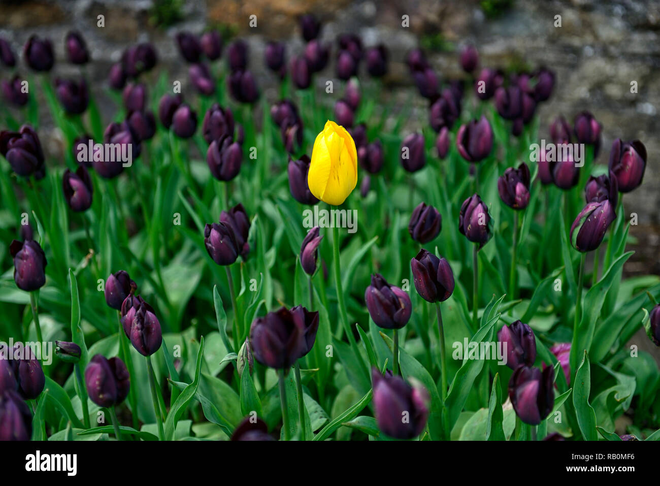 Unico tulipano giallo circondato da viola scuro tulipani,tulipa regina della notte,tulipa imperatore giallo,tulip,tulipani,fiore,fiori,giardino,RM Floral Foto Stock