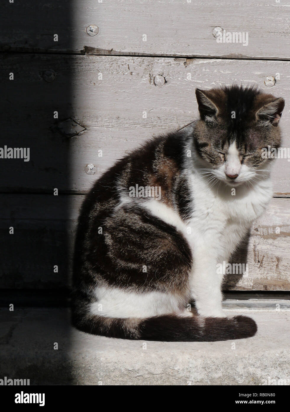 Cat godendo il sole a schiacciare un pisolino nel Luberon Foto Stock