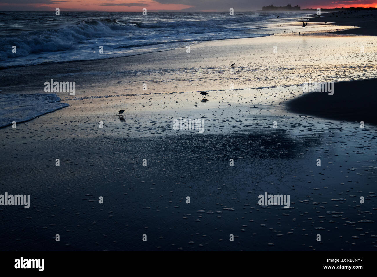 Uccelli costieri a Atlantic Beach scenic dopo il tramonto Foto Stock