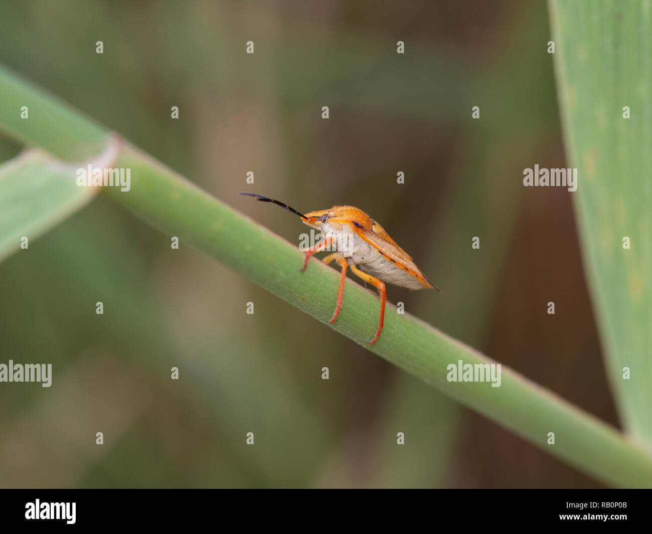 Bedbug sul ramo in diagonale Foto Stock