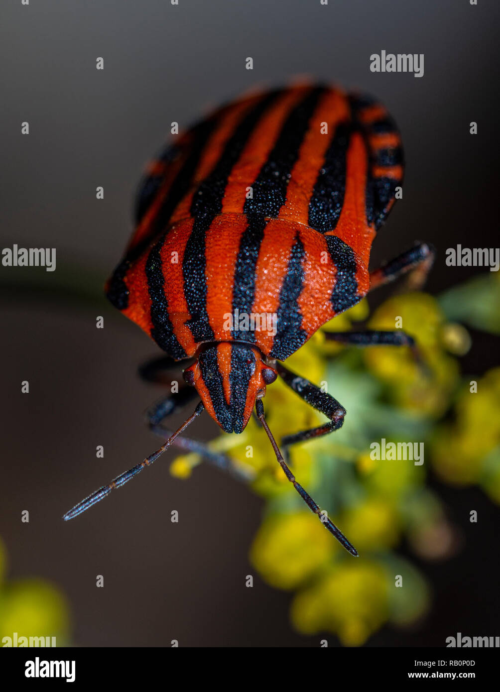 Bedbug striato in attesa sulla parte superiore di un fiore Foto Stock