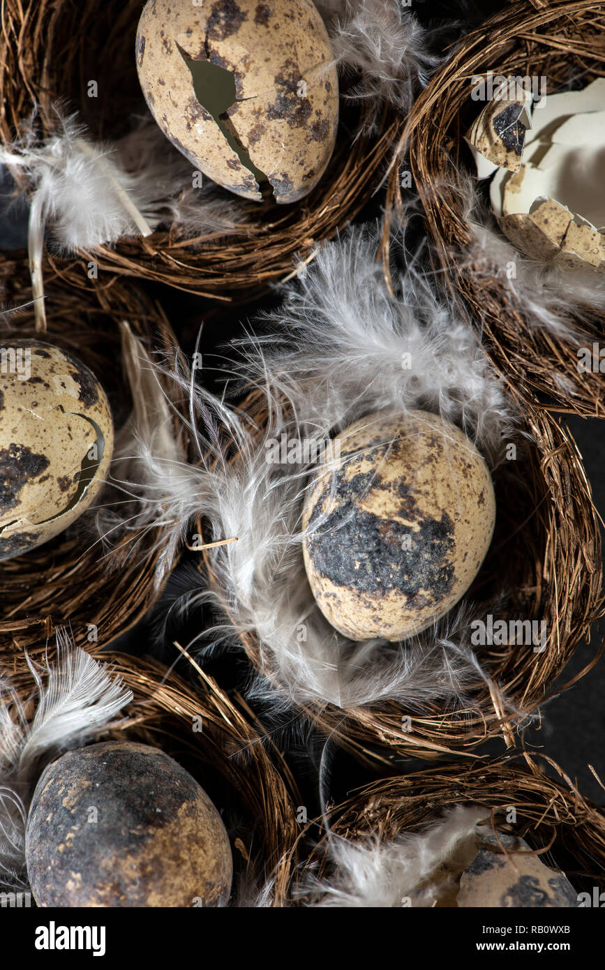 Uova nel nido e piume bianche. Concetto di pasqua con uova piccole su sfondo scuro. Foto Stock