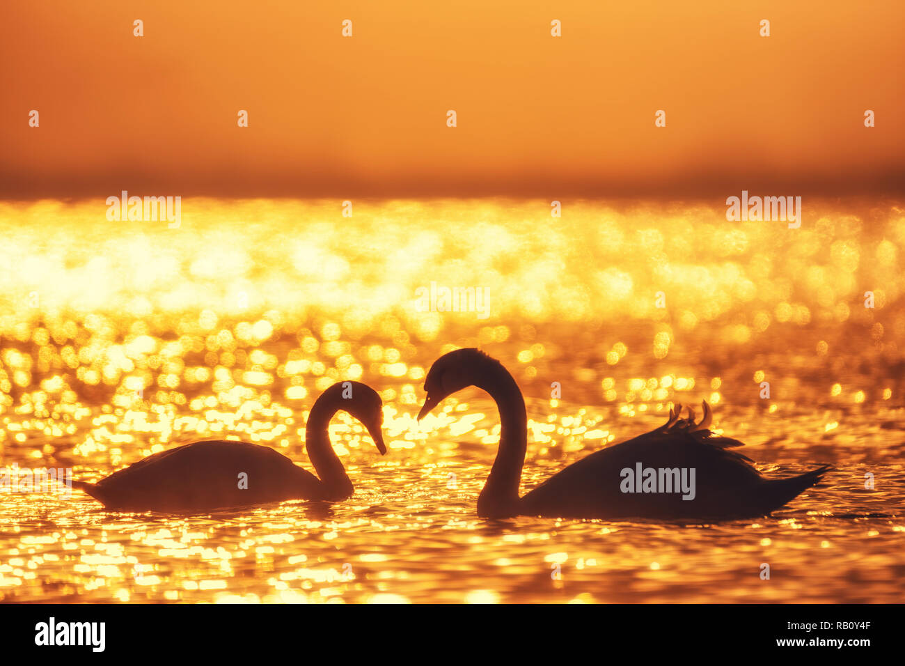Forma di cuore di cigni bianchi nel mare,sunrise shot. Foto Stock