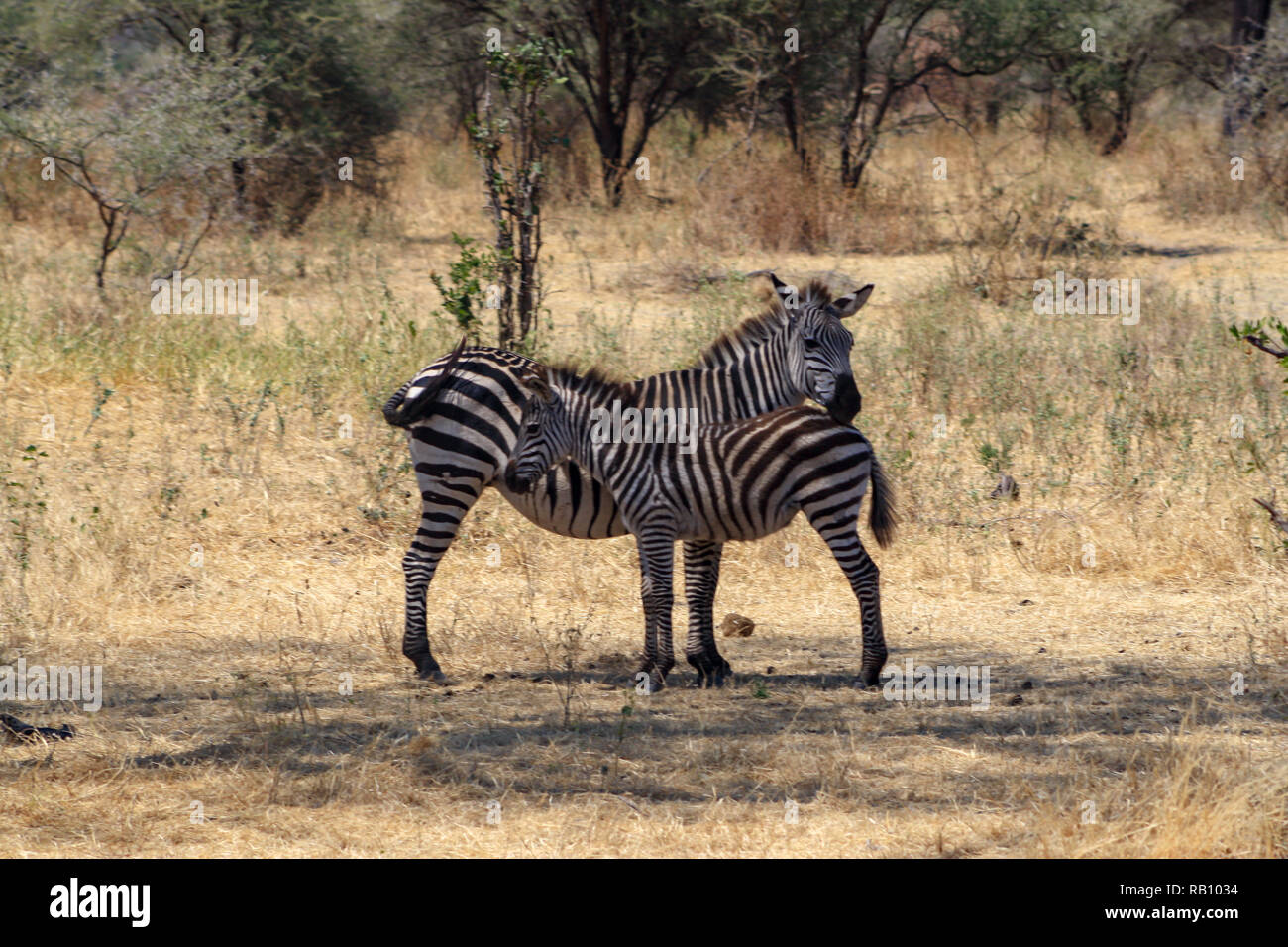 Zebre nel Parco Nazionale di Tarangire e, Tanzania Foto Stock