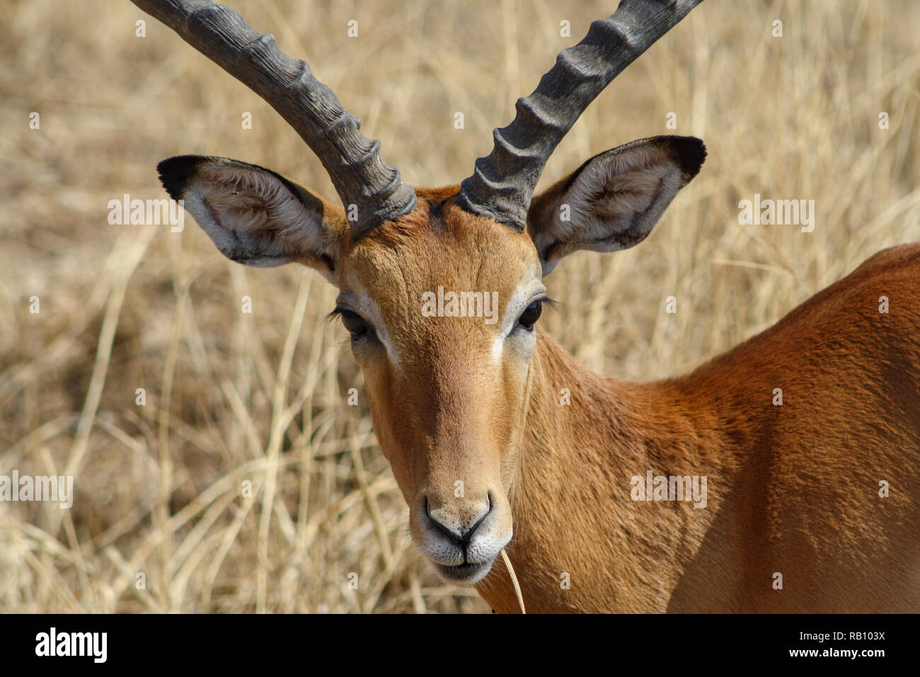 Antelope nel parco nazionale del Serengeti Foto Stock