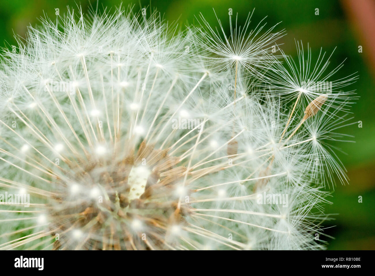 Seedhead tarassaco (Taraxacum officinale), fino in prossimità del bordo esterno che mostra le sementi inizio a rompere libera. Foto Stock