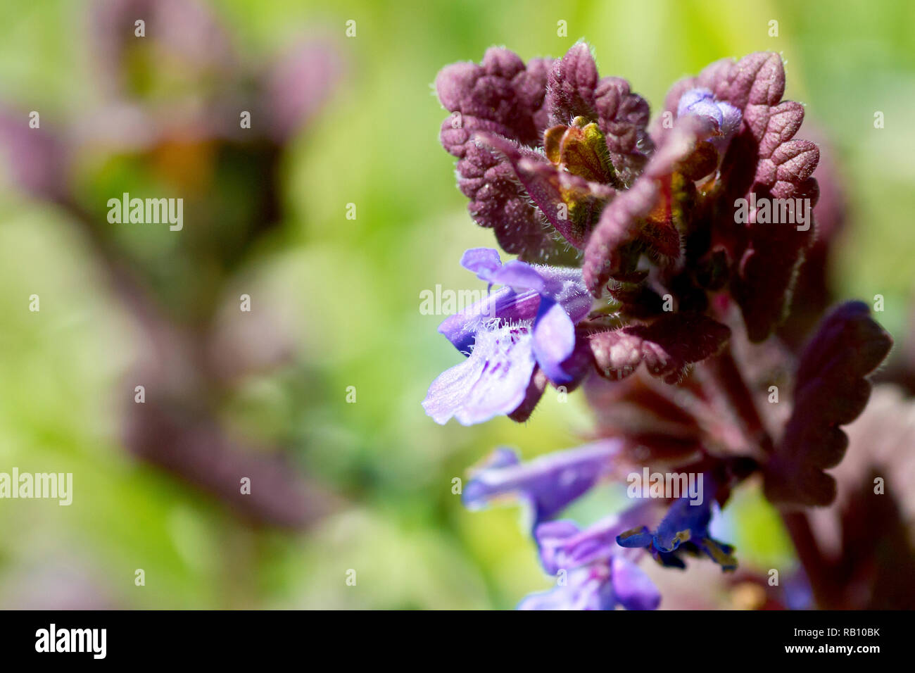 Massa edera (glechoma hederacea), in prossimità di una pianta che mostra il piccolo bluastro, purpleish fiori e foglie. Foto Stock