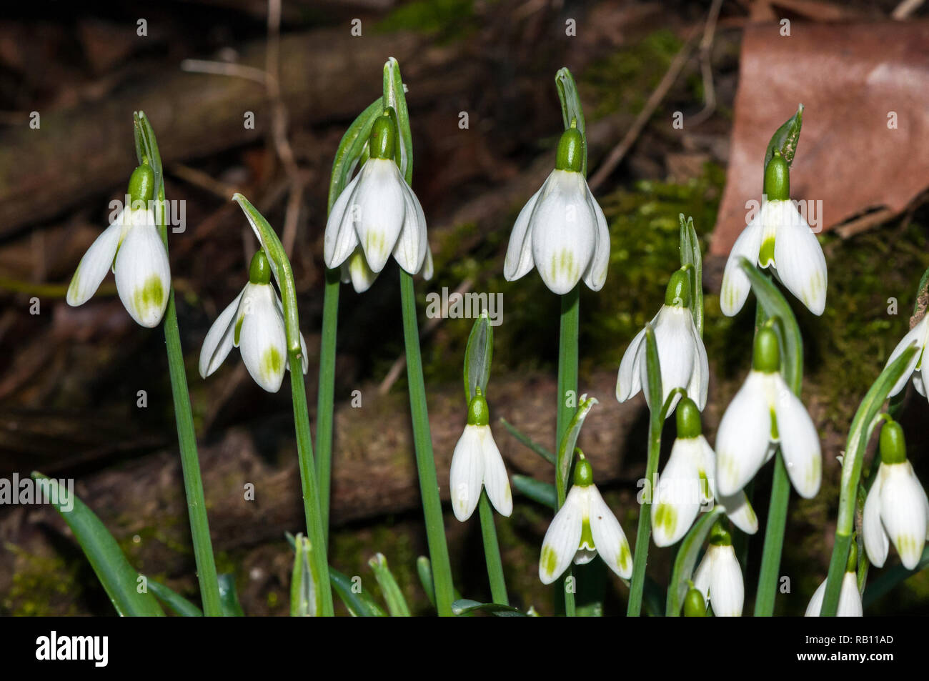Vista ravvicinata, comune snowdrop, Galanthus nivalis, Catalogna, Spagna Foto Stock
