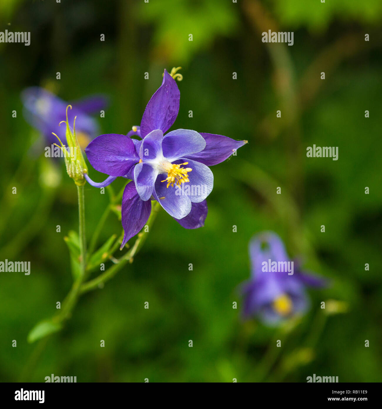 Akelei in einem Garten auf pecore Testa, Co Cork, Irlanda Foto Stock