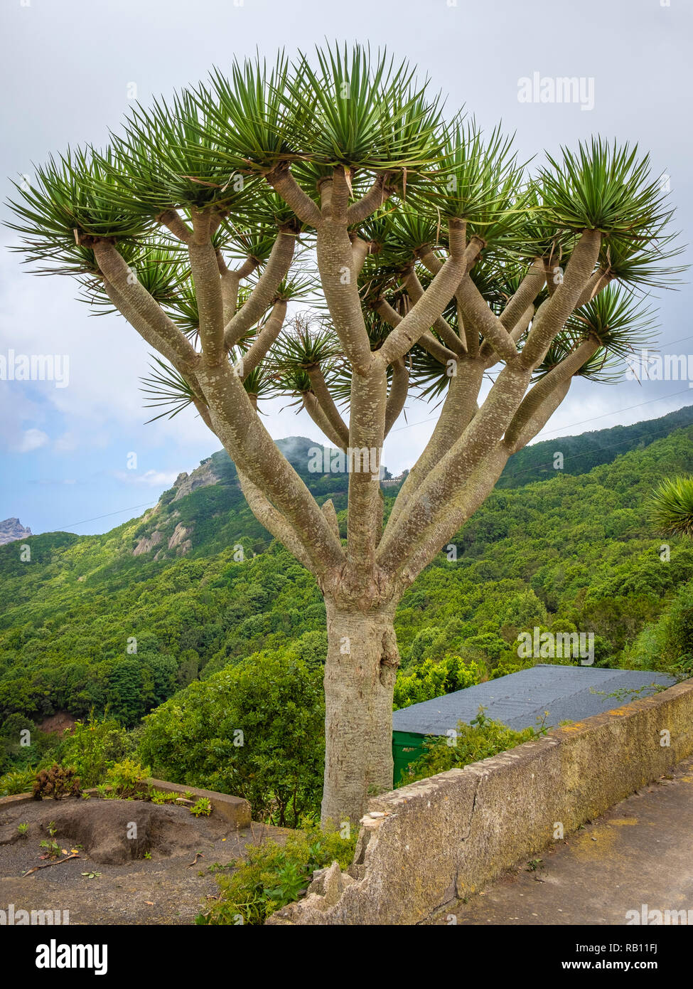 Drachenbaum auf Teneriffa, Spanien Foto Stock