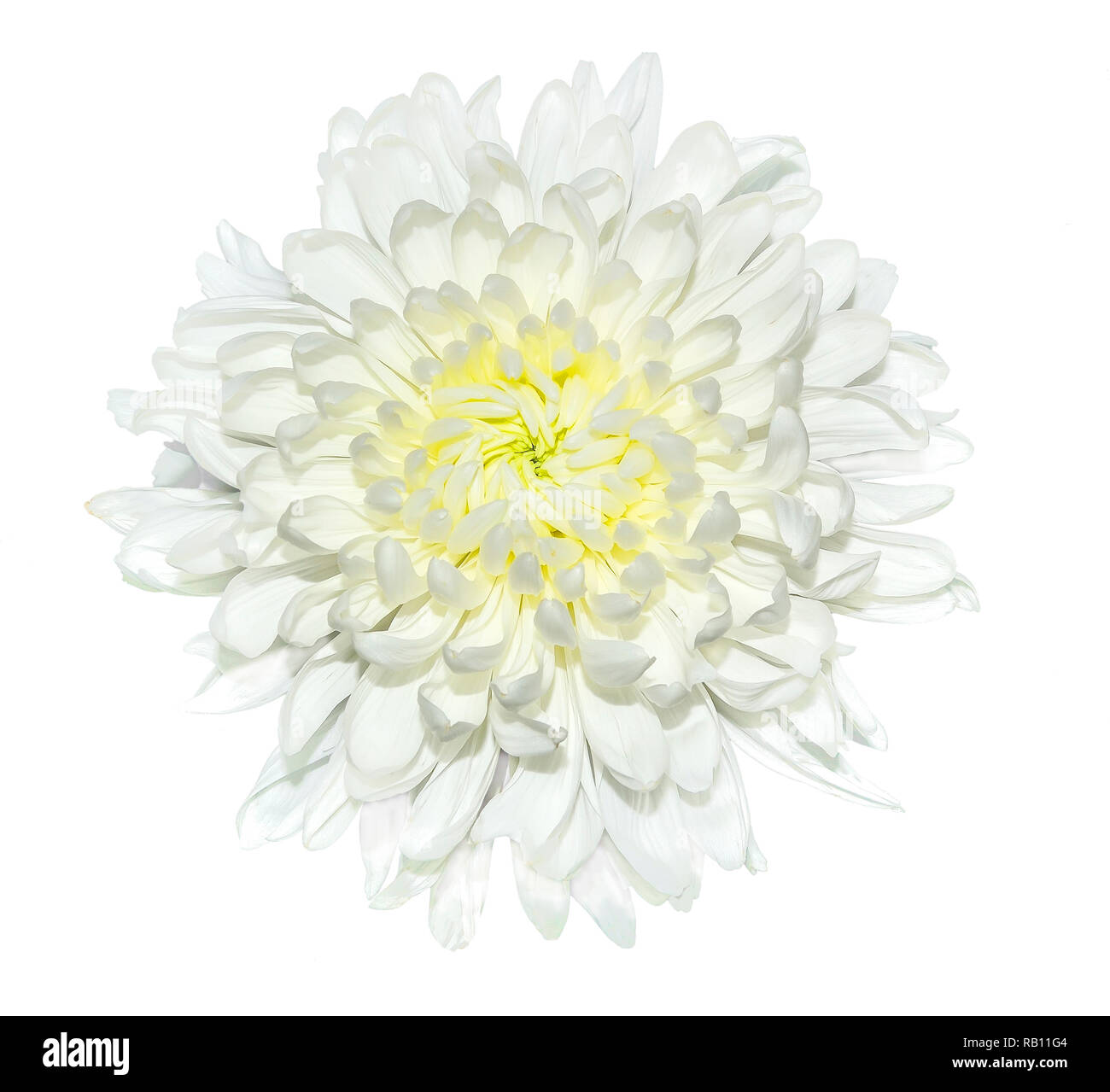 Singola bianco crisantemo fiore di giallo medio vicino, isolato su uno sfondo bianco. Bellissima ed elegante flowerhead con delicati petali Foto Stock