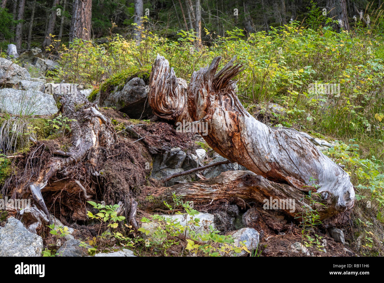 Baumstumpf im Wald Foto Stock