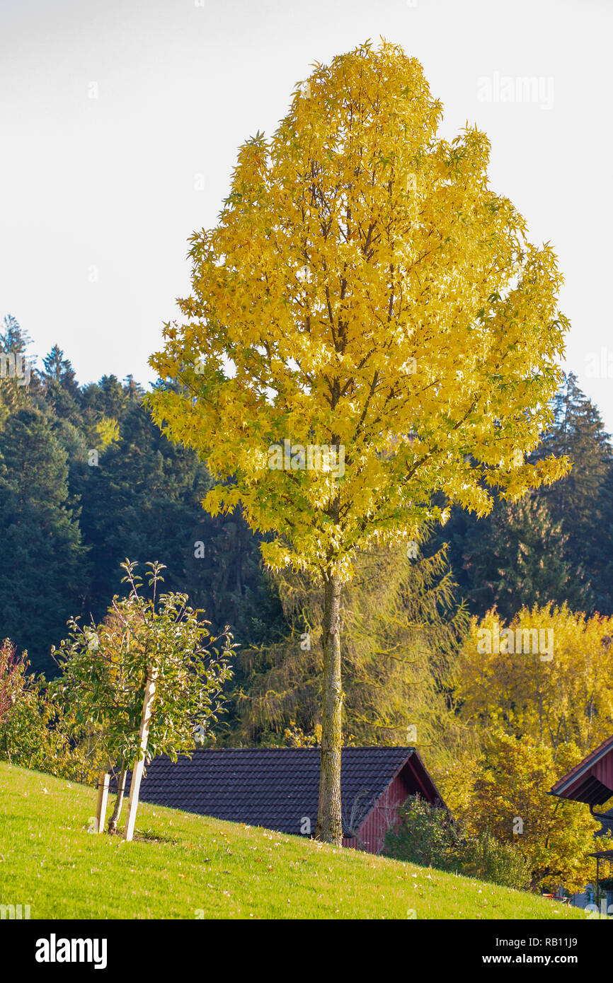 Bäume im Herbst Foto Stock