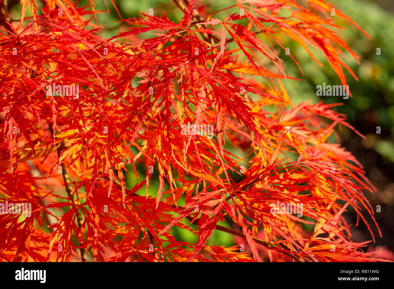 Bunte Herbstblätter am Bodensee Foto Stock