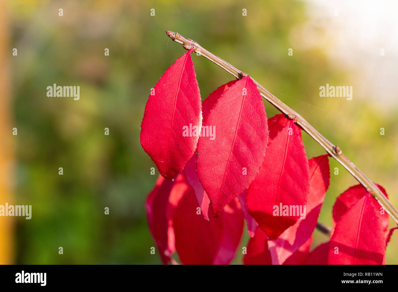 Bunte Herbstblätter am Bodensee Foto Stock