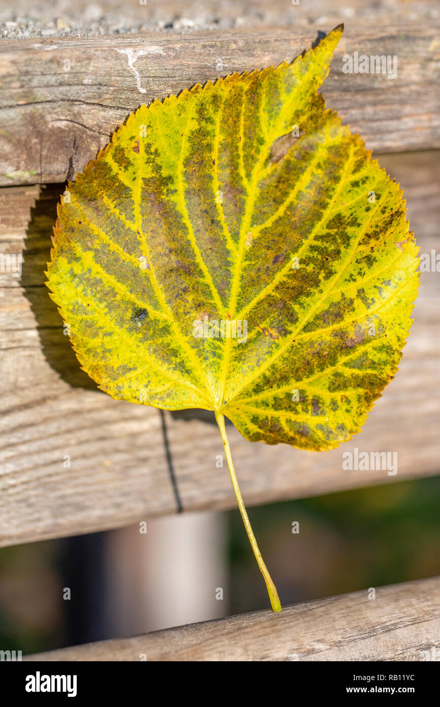 Bunte Herbstblätter am Bodensee Foto Stock