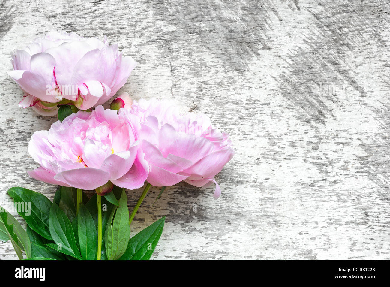Rosa peonia bouquet di fiori bianchi su sfondo di legno. flat laici. vista superiore con copia spazio. mock up Foto Stock