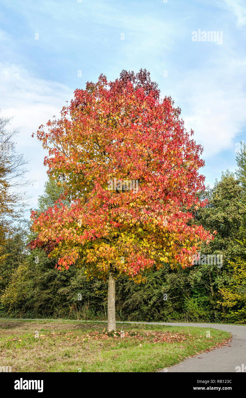 Dolce gum tree (liquidambar styraciflua) in colori vibranti accanto a una curva in una strada asfaltata in Zuidelijk Randpark (confine meridionale del Parco) in Rott Foto Stock