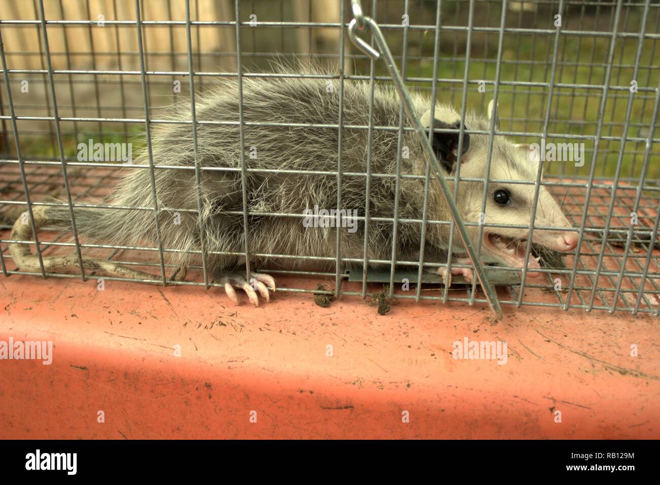 Un giovane di opossum vivono intrappolati nel cantiere di pollo Foto Stock