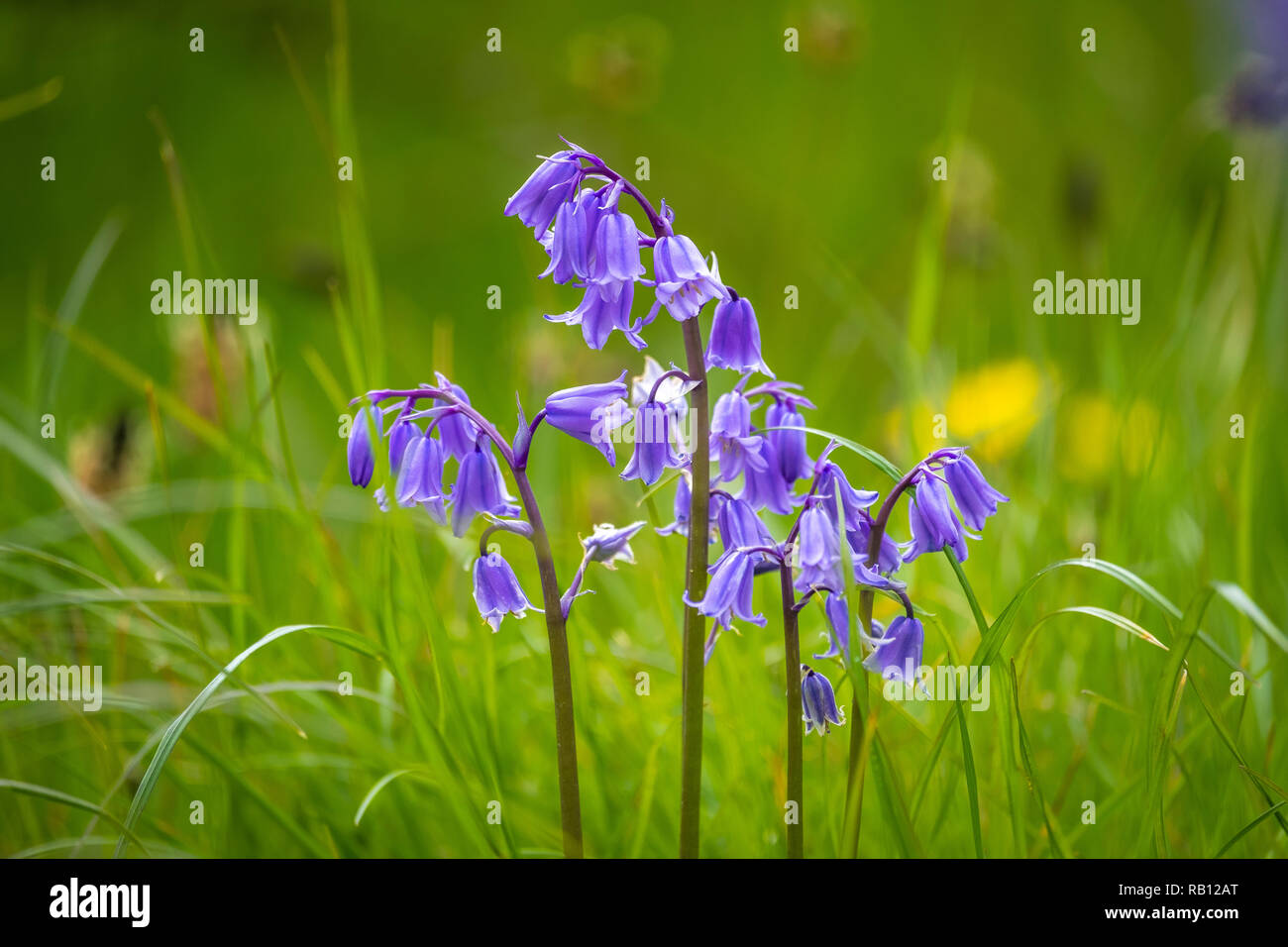 Blaue Glockenblumen in Irlanda Foto Stock