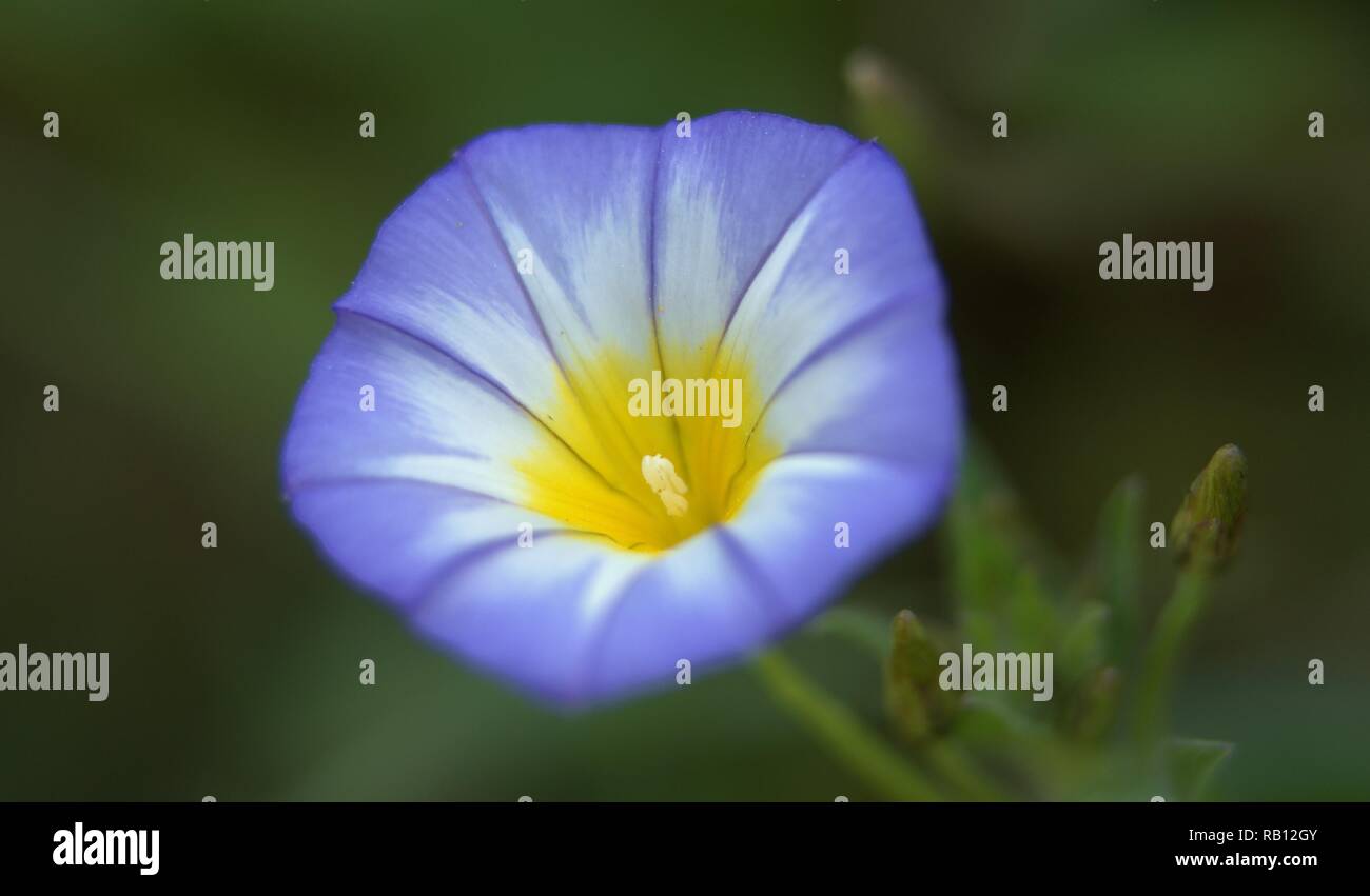 Convolvulus tricolore Foto Stock