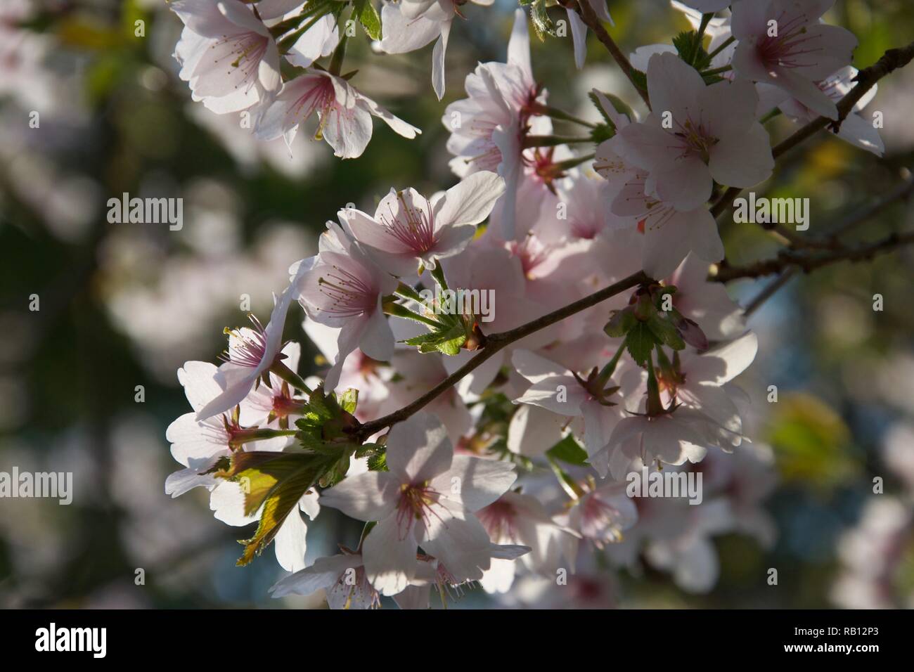 Rosa chiaro e crema blossom, soleggiato e contro un mare di altri fiori simile sui rami di alberi di ciliegio in primavera Foto Stock