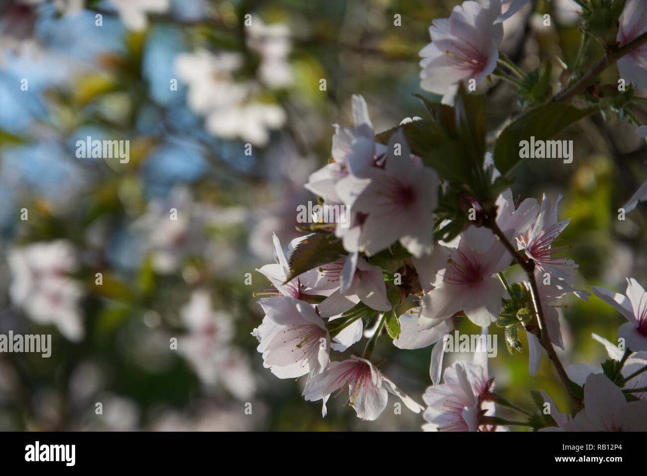 Rosa chiaro e crema blossom, soleggiato e contro un mare di altri fiori simile sui rami di alberi di ciliegio in primavera Foto Stock
