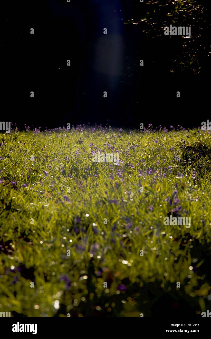 Golden sera la luce del sole gioca su un mare di bluebells moquette del pavimento di un bosco inglese Foto Stock