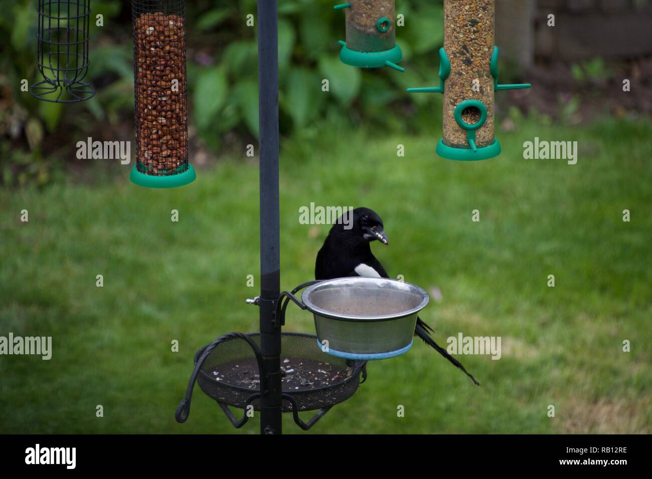 Una gazza sorge su un giardino bird feeder, il peering quizzically in un recipiente di acqua Foto Stock