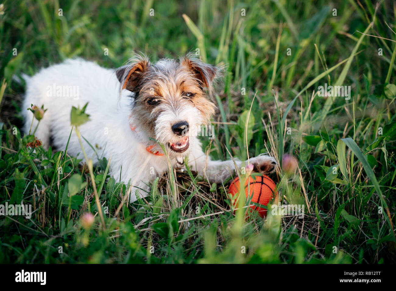Jack Russell Terrier cucciolo di cane con capelli lunghi giocare a sfera arancione in erba verde Foto Stock