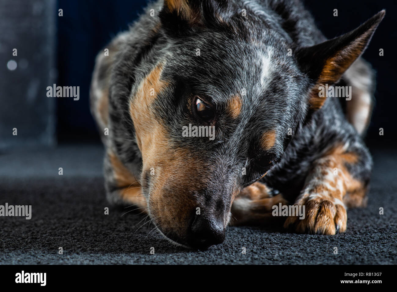 Bellissimo monolocale ritratti di un tricolore Miniature pinscher noto anche come Blue Heeler. Foto Stock