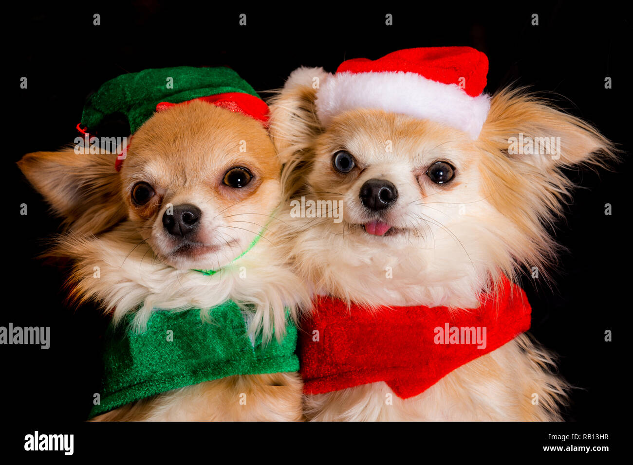 Carino coppia di chihuahua cani vestito per celebrare le vacanze di Natale Foto Stock