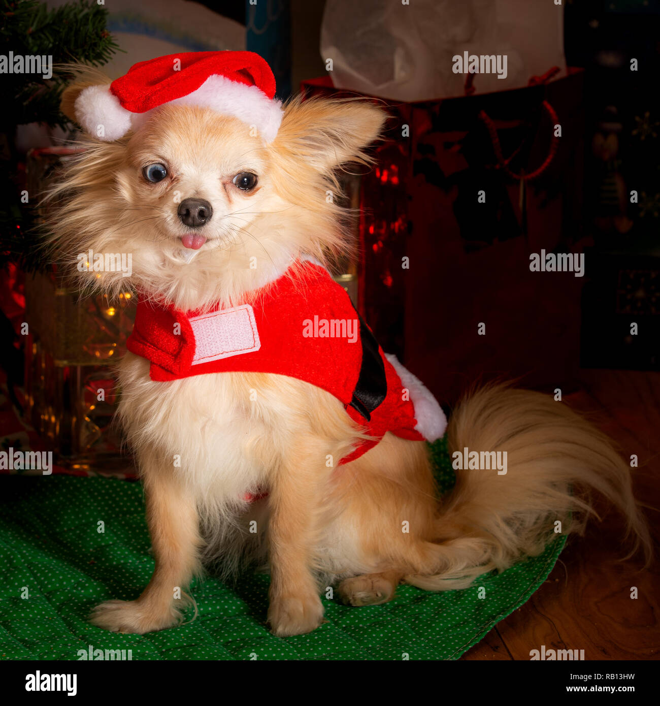 Vestiti Di Natale Per Cani.Carino Coppia Di Chihuahua Cani Vestito Per Celebrare Le Vacanze Di Natale Foto Stock Alamy