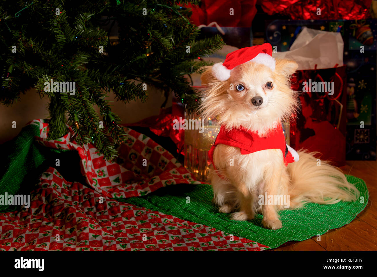 Carino coppia di chihuahua cani vestito per celebrare le vacanze di Natale Foto Stock
