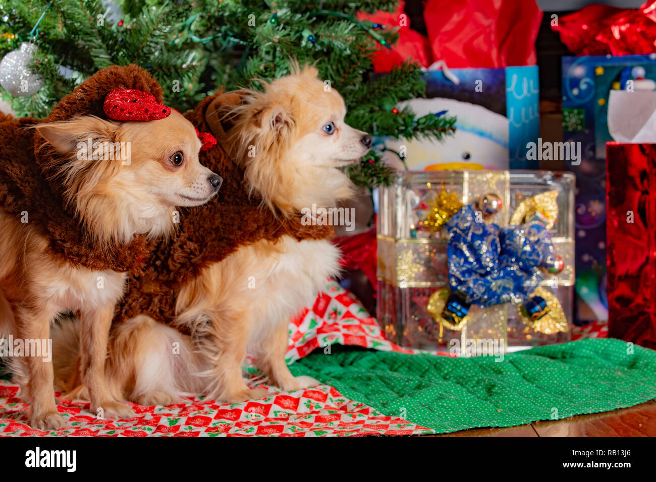 Carino coppia di chihuahua cani vestito per celebrare le vacanze di Natale Foto Stock