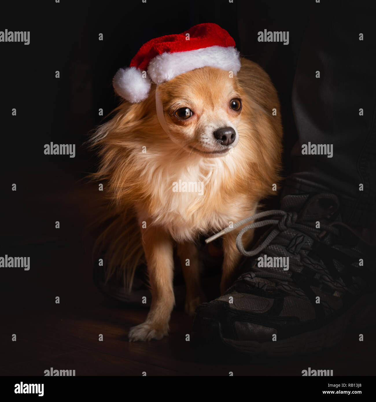 Carino coppia di chihuahua cani vestito per celebrare le vacanze di Natale Foto Stock